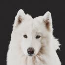 B'ZOE OF IDOL Magia Syberii 