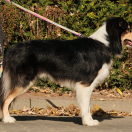 ASVALD Shivaland FCI (w domu Silny)