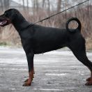 StarFire Fortem Amicum