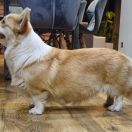 WILA z Doliny Dębów