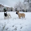 INCREDIBLE TIAN LAI Dimidium (FCI)