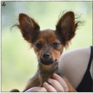 INIMINI PAWS Creamy Curiosum