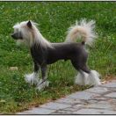 BEE GEES Athel Loren 