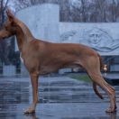 Estrella Feerica Vittorio Veneto 