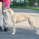 Alluring Dream Alsafi for Smart Friend