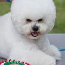 Kamians Victory Of Love