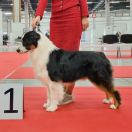 DIZZY MARBLE CHASE YOUR DREAM 