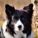 MISSISSIPI RIVER Dajavera (FCI ,,MISSI