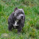 STAR KARUNA DRAMBUIE POKEROWY ZYWOT