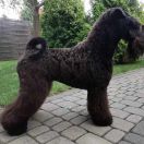 Avalanche Eire-Kerry SUMMERTIME