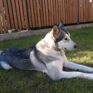 Arctic Melody (FCI) Silver Star