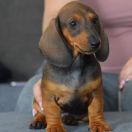 SZARLOTKA Athel Loren 