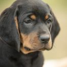 JAWA z Krainy Łowów