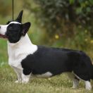 STELLIUM GALAXY MISTERY 