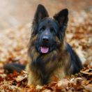 CASTOR Wolf Lake (FCI)