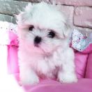 Unika Stella Dell Mare 