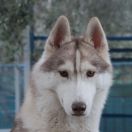 Sierra Nevada Oh My Gold