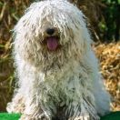 MYOSTIS PRAECOX Dalajlamaherbs 