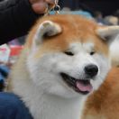 Beniwakamaru Go Fuen No Oka