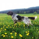 Gessi z Budišovské doliny