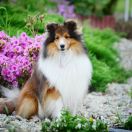 BLUES CUTE BOY Shertoria