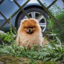 Conan Fantastic Sunset Pom