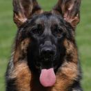 Penelope vom Hägerbrunnen 