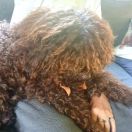 Irisens Assi Prinsess Of Daim, Assi 