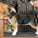 XAVIERRA DARLING JOY