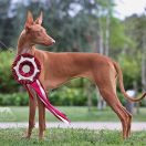 Litlar's Niju LAVANDA