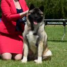 Algoma Dispersing Sorrow Kattyval 