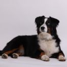 Bella Unicorn Mini Cofi Copito 