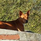 E'Kinga Kinaya Lady Congo 