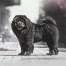 ELDORADO Chow In The Fog