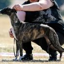 ELEGANT ENIGMA Impuls i Splendor