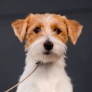 ELENA Cookie Land FCI 