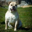 EMBAT R.J.Osanna FCI