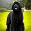 Emir Iz Zamka Melvin