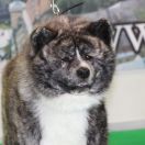 ERECUTO GO FROM HACHIMANTAI