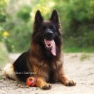 Ester Sfora z Zakrzewa 