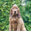 ETERNIA KING GREYSKULL Ginger State of Mind