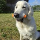 ŚNIEGULICZKA Catonium