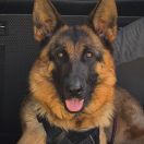 GATTACA von Gran Peregrino