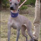 DEMETRA HERMIONA van Edelsieger