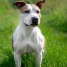 ALBI że Stajni Lasko 