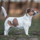 Akademia Pana Jacka LOZANNA