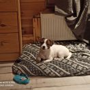 TAJGA Forest Halflings