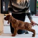 VIGGO VERSACE Unique Reds (FCI)