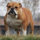 Rengőhegyi-ormán Rosalie