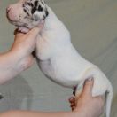 SEPHORA Czar Olbrzyma